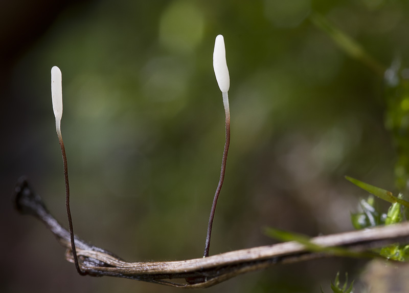 Typhula erythropus